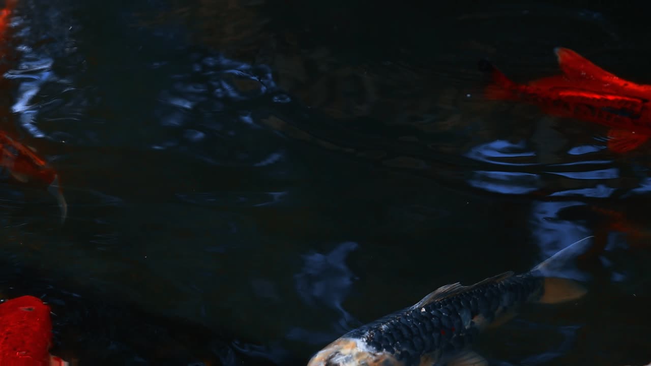 цветные разновидности амурского карпа плавают в пруду