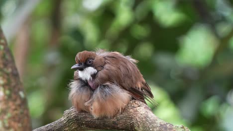 white-throated laughingthrush, pterorhinus albogularis resting on tree branch with feathers puff up, abnormal feathers loss in neck area, possible skin infection and viral diseases, close up shot