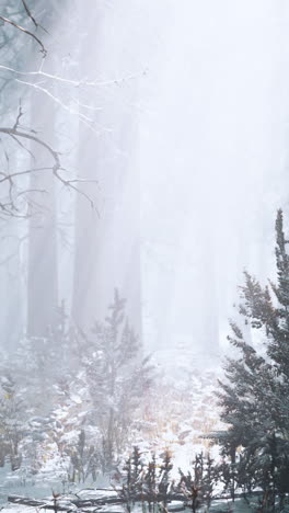 un camino de bosque de invierno con niebla