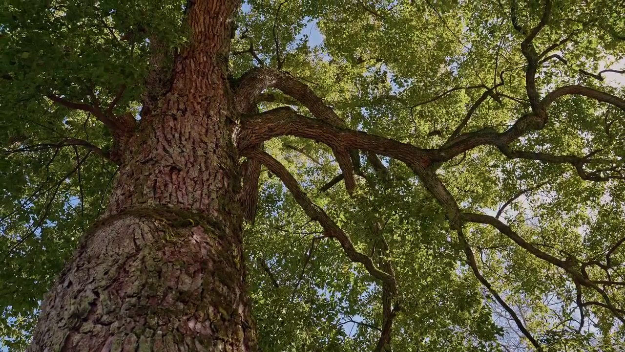 Un'inquadratura drammatica dal basso verso l'alto di un massiccio albero sacro e antico rivela la sua corteccia profondamente texturizzata e i rami tentacolari che si estendono su una lussureggiante chioma verde in un boschetto di un santuario shintoista