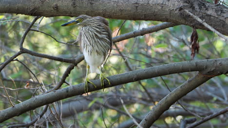 heron de estanque indio encaramado en la rama de un árbol sobre el agua mirando hacia abajo pescando - vista frontal