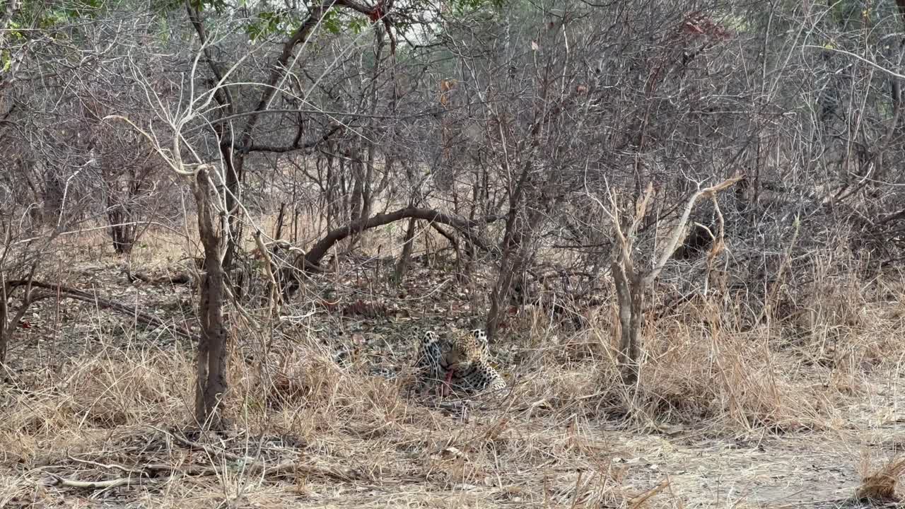 남쪽 luangwa 국립 공원에서 안로프 에서 더 많은 고기를 얻으려고하는 수 호랑이 (panthera pardus)