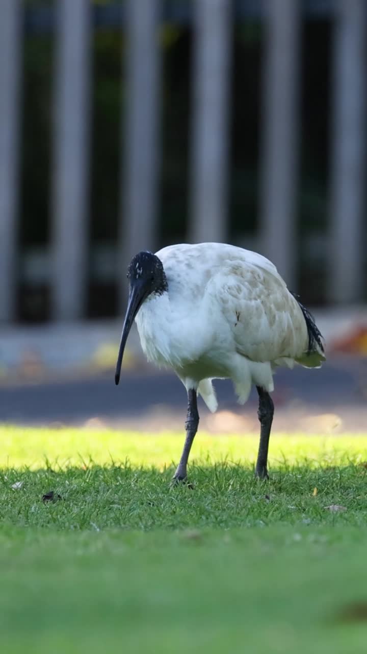 Un ibis bianco cammina e fruga nell'erba in cerca di cibo, in un'inquadratura verticale.