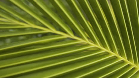 Super-Macro-Close-Up-of-Green-Coconut-Palm-Tree-Leaf