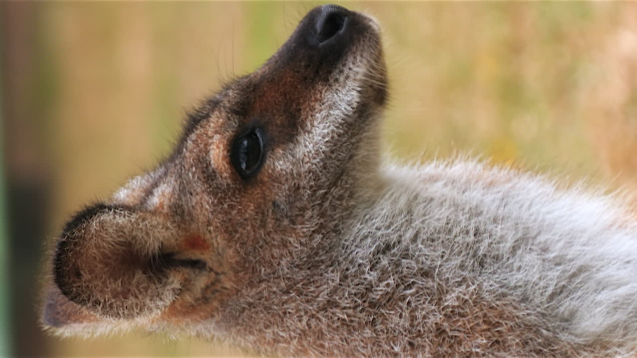 Young red kangaroo close up portrait in vertical orientation
