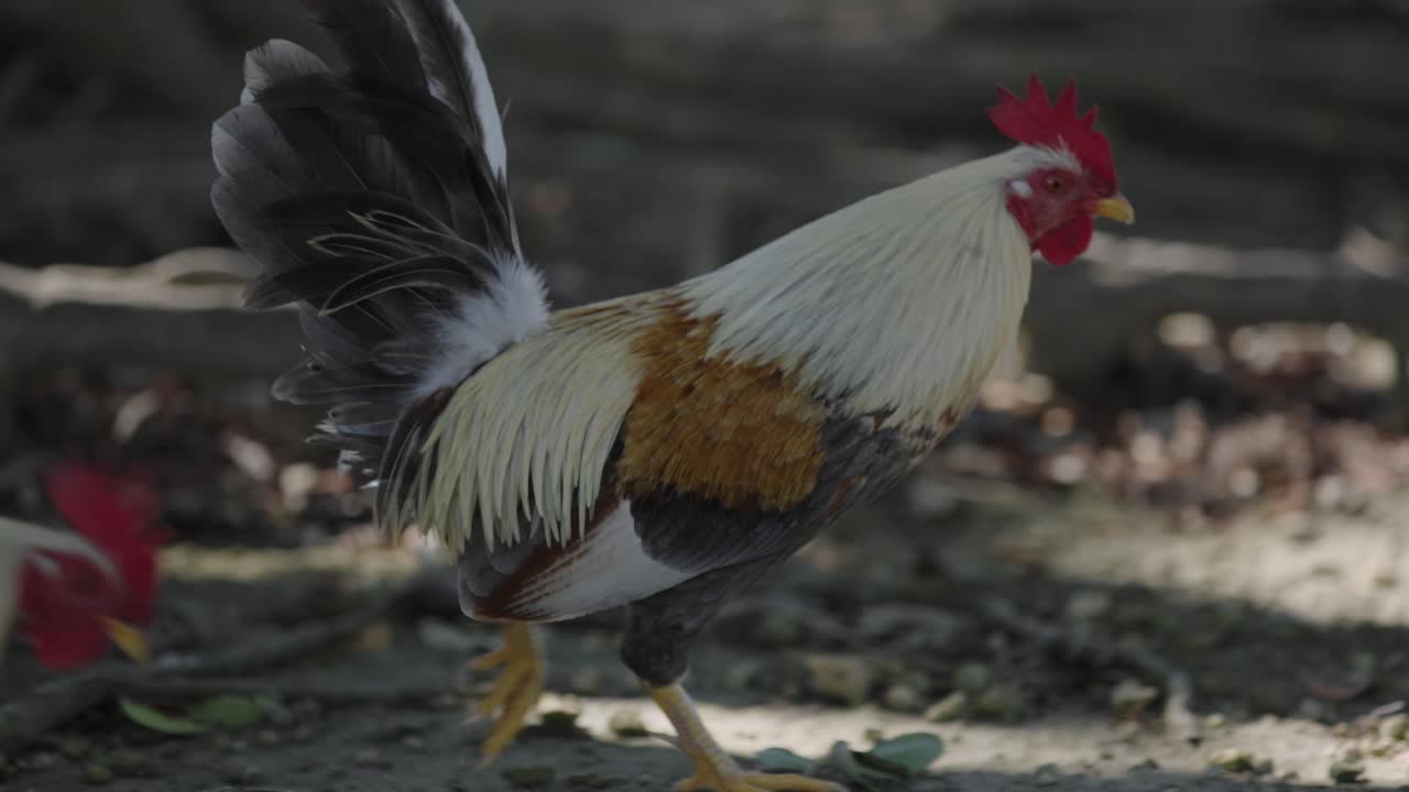 Filmato al rallentatore di galli che beccano e mangiano a Homestead Bayfront Park in Florida. Comportamento naturale degli animali in un parco all'aperto