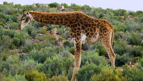 Unique-sight-of-majestic-Cape-giraffe-bent-over-grazing-in-African-bush