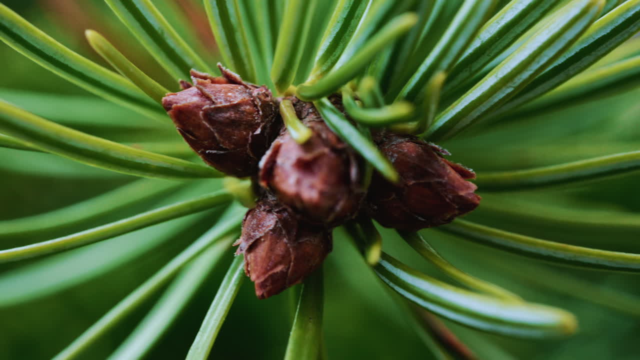 Close up of of a fir tree branch showing green needles radiating from a central brown bud