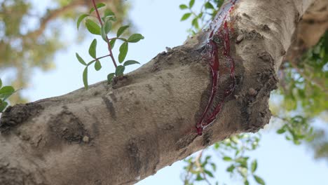 fresh blood running down a tree trunk