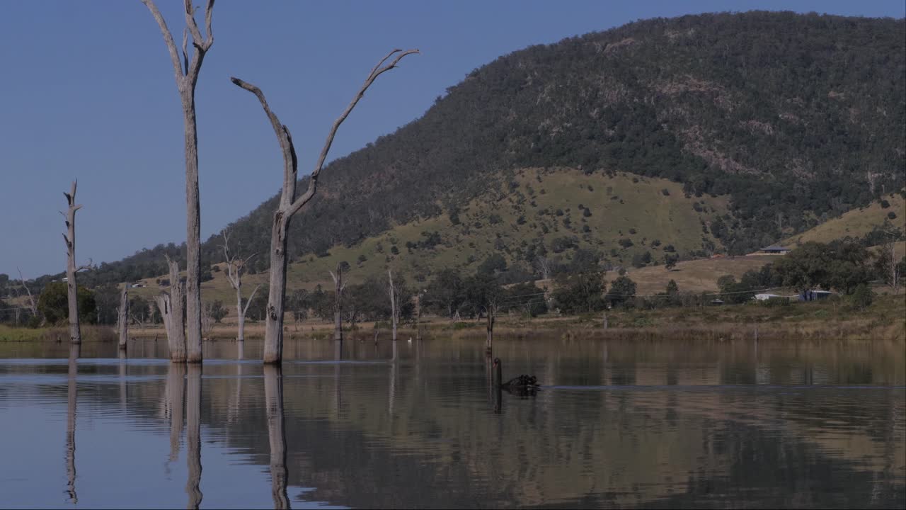 오스트레일리아 즐랜드에 있는 소머 호수의 평온한 물 속에 있는 검은 백조와 죽은 나무들