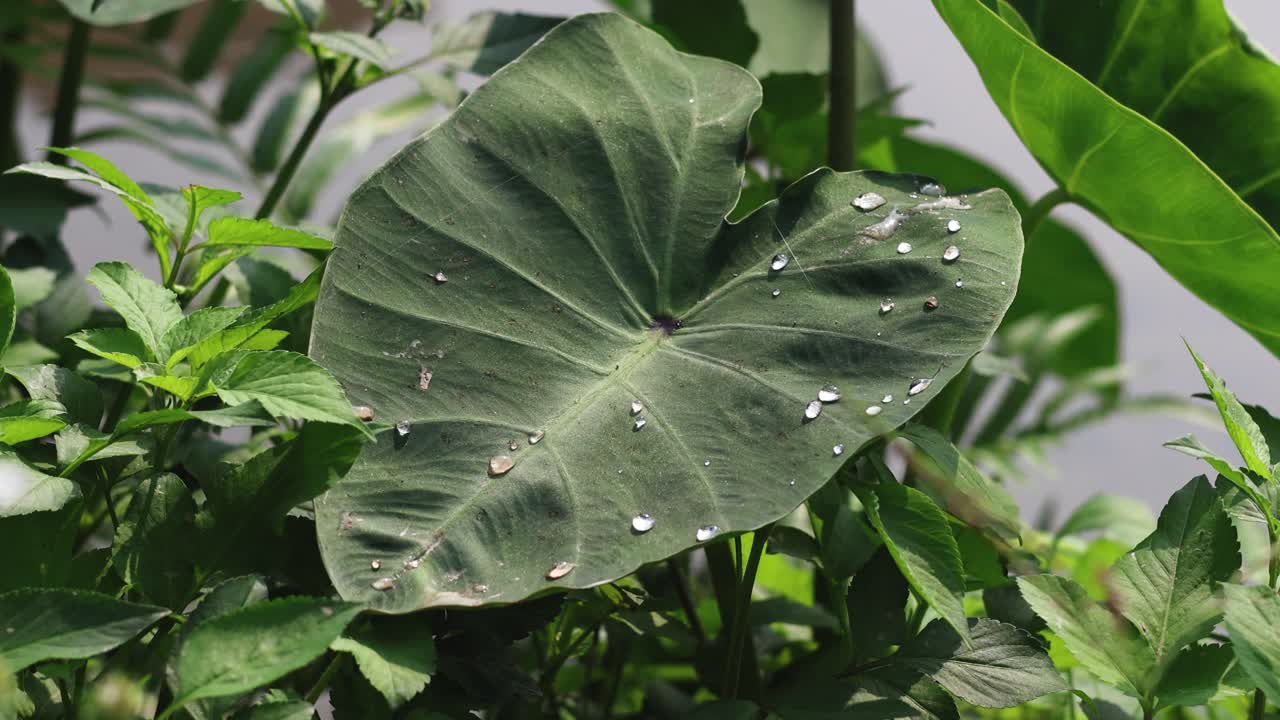 물방울이 큰 초록색 잎에 반인다