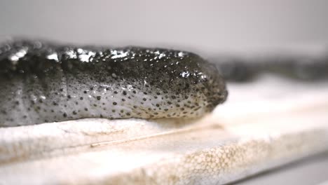 Sea-cucumber-on-a-white-background