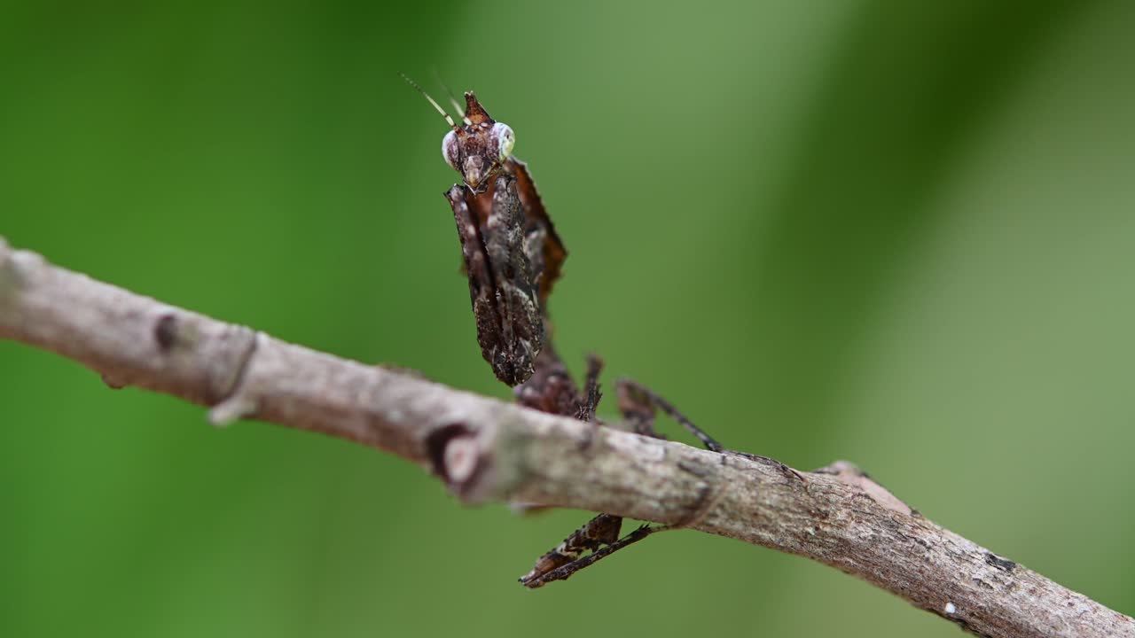 parablepharis kuhlii, богомол, 4k кадры
