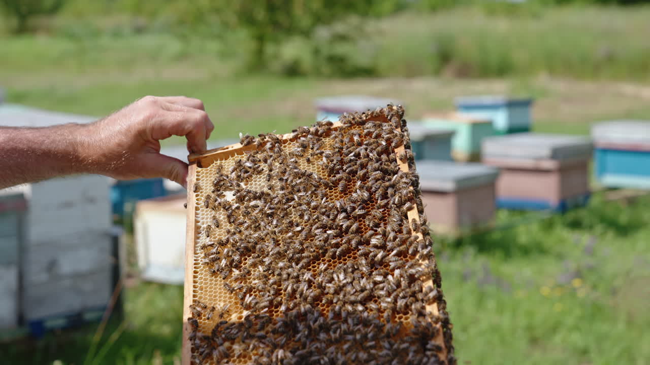 Bare male hands hold the frame covered with bee colony. Honey insects crowding over the honeycombs. Close up. Apiary backdrop in blur.