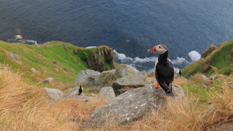 Atlantic-puffin-(Fratercula-arctica),-on-the-rock-on-the-island-of-Runde-(Norway).