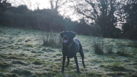 Black-Labrador-dog-in-field-wags-tail-and-barks-on-cold-day,-slow-motion