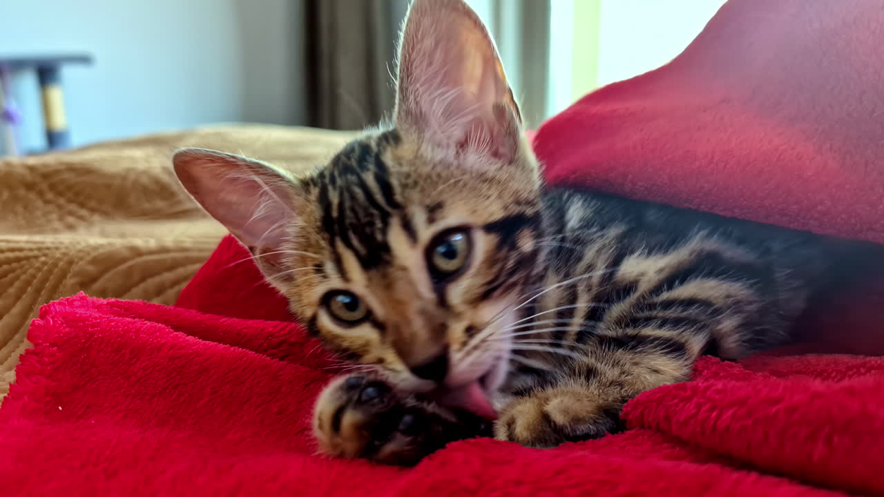 Un gatito atigrado joven limpia cuidadosamente sus patas mientras descansa sobre una suave manta roja en interiores con luz natural tenue.