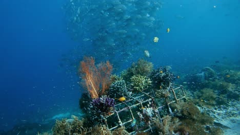 Arrecife-Artificial-Con-Una-Escuela-De-Jackfish-En-Aguas-Tropicales