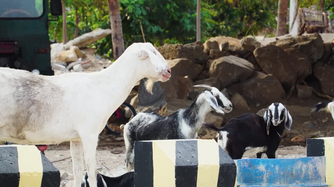 Goat herd in outdoor pen, buck, doe and kids, dairy animals farming