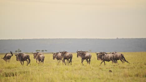 slow motion of wildebeest herd running in savanna, masai mara african wildlife safari animals in savannah landscape scenery in kenya, africa in maasai mara during great migration