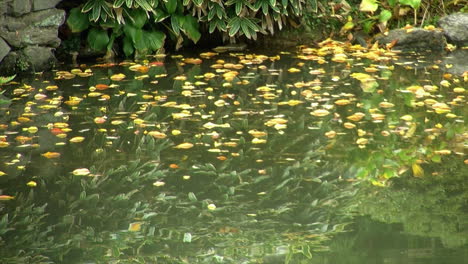 autumn leaves float on the surface of a pond