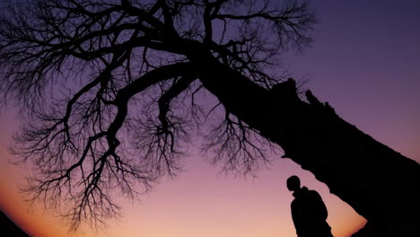 silhouette of a person under a tree at sunset