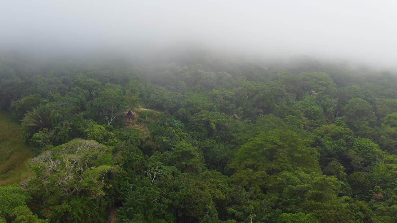 Foresta pluviale amazzonica vista dall'alto, natura, alberi, vegetazione di Minca, Colombia