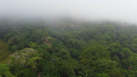 aerial rainforest amazon nature trees vegetation of minca, colombia