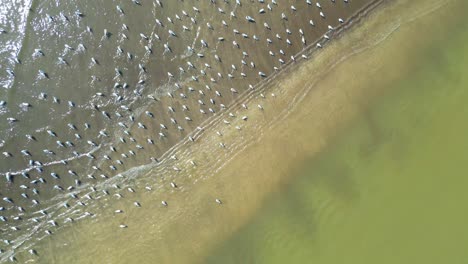 Pájaros-Comiendo-En-Una-Vista-Amplia-Del-Río