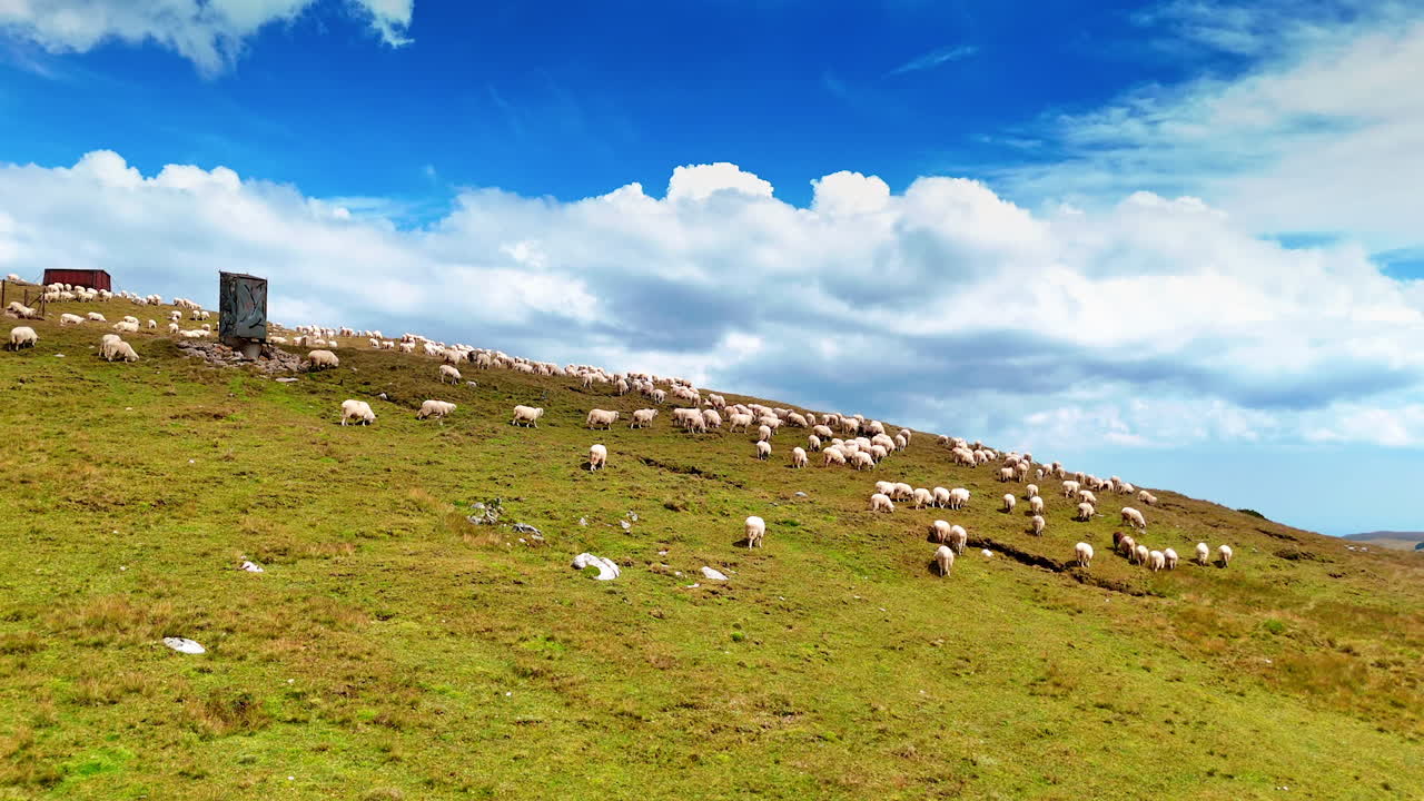 Prato verde sul pendio della montagna con diverse pecore al pascolo. Splendido cielo azzurro con soffici nuvole sullo sfondo