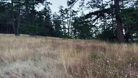 Deer-grazing-and-sitting-down-in-high-gras,-static-shot