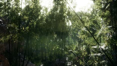 Lush green leaves of bamboo near the shore of a pond with stones.