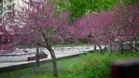 árboles-De-Sakura-Rosados-Floreciendo-Con-Un-Banco-En-El-Parque.-Vista-Del-Parque-Sakura-De-La-Ciudad