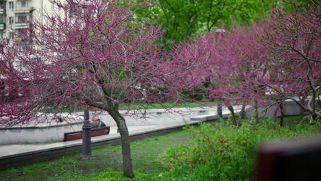 árboles de sakura rosados floreciendo con un banco en el parque. vista del parque sakura de la ciudad