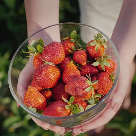 Bauer-Zeigt-Volle-Schüssel-Reife-Erdbeeren,-Die-Gerade-Vom-Feld-Gesammelt-Wurden