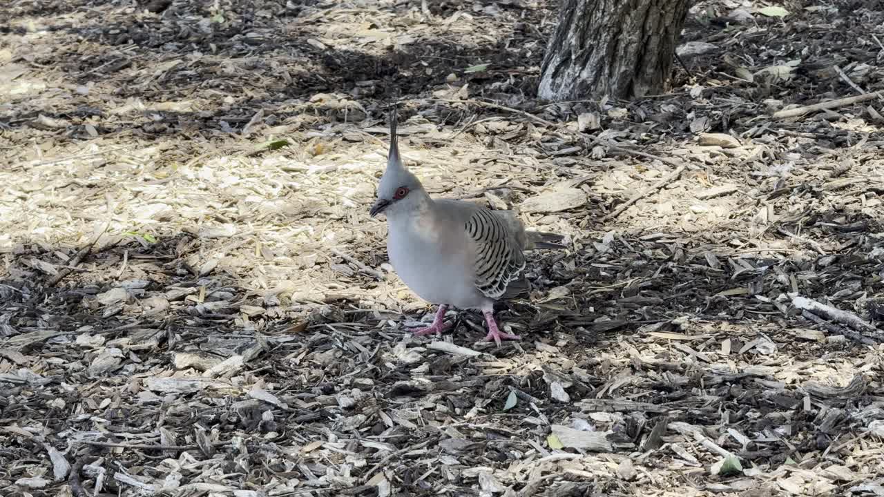Topdue går og søger føde på åbent terræn i Australien, visende rolig og naturlig adfærd i et udendørs miljø