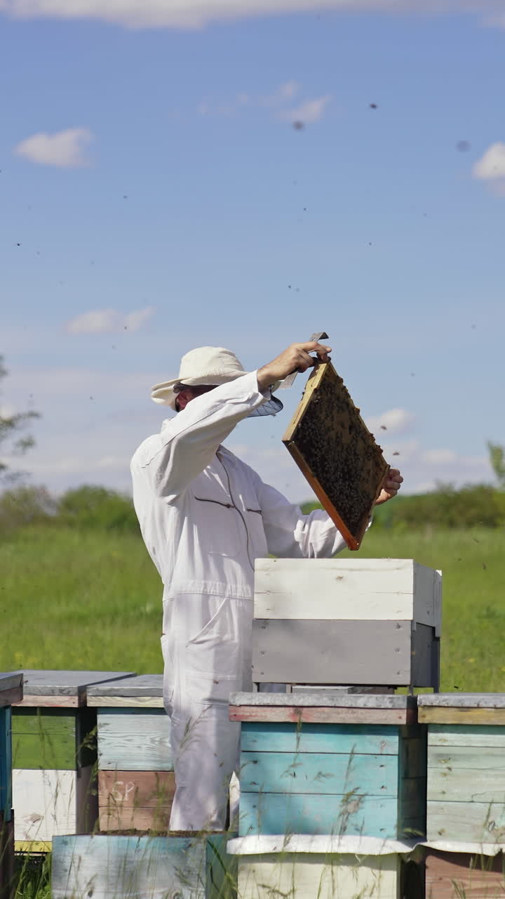 Apiarist examining bees on a farm. Frame is full of bees in beekeeper's hands in sunny day. Bee master in white suit and protective hat near wooden beehives in nature. Vertical video