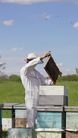 Apiarist examining bees on a farm. Frame is full of bees in beekeeper's hands in sunny day. Bee master in white suit and protective hat near wooden beehives in nature. Vertical video