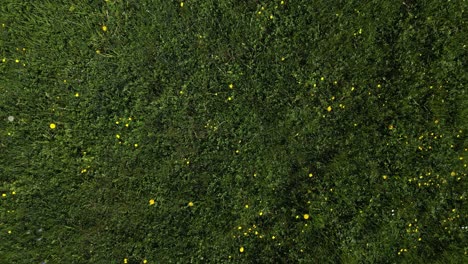 Overhead-Shot-Of-Fresh-Green-Field-In-Weesen-Village,-St