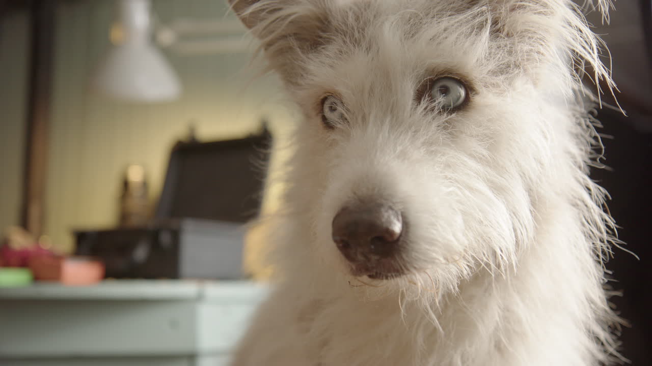 Funny look on face of husky collie dog with white fur and striking blue eyes