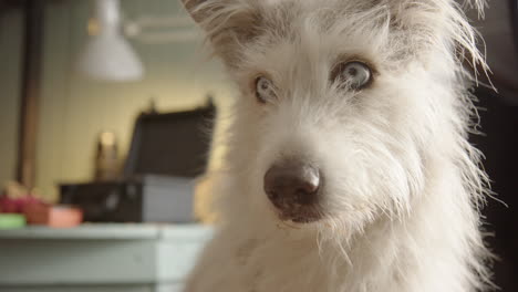 funny look on face of husky collie dog with white fur and striking blue eyes