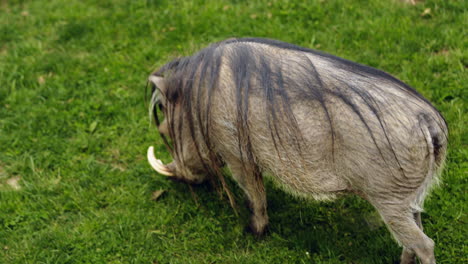 a warthog eating grass as he walks, medium shot