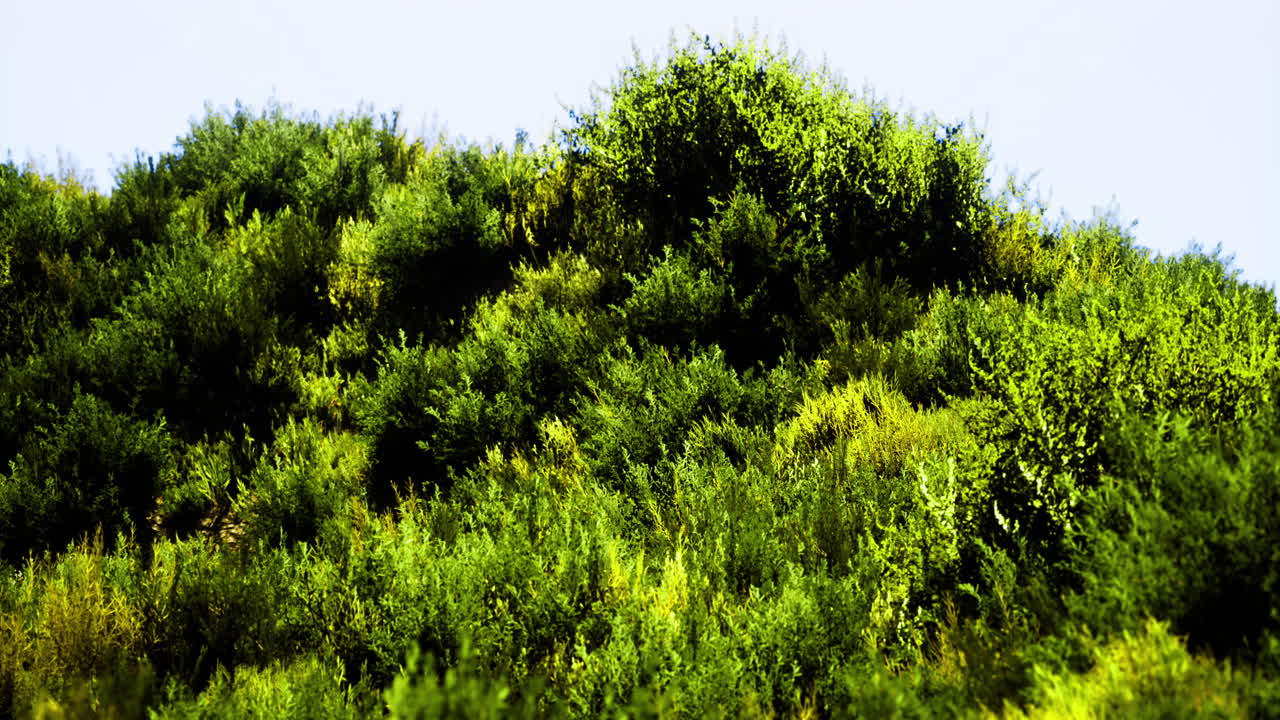 Lush greenery on hillside under clear blue sky during daylight hours