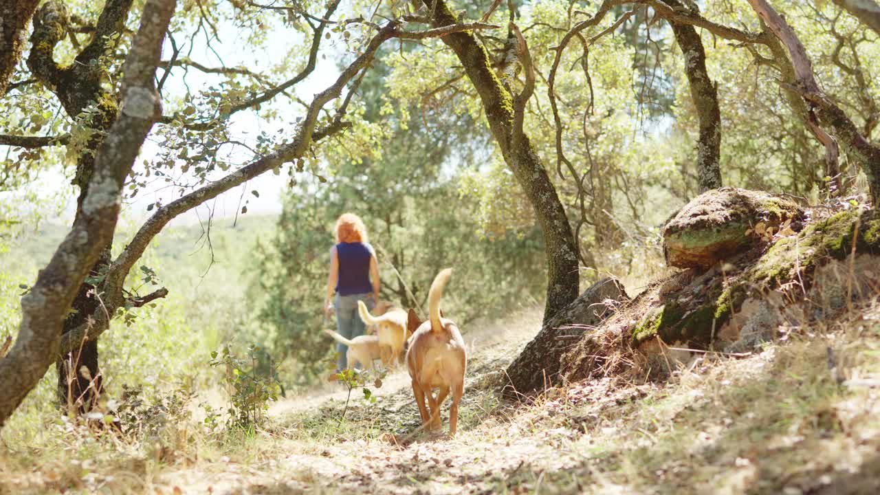 A person walks two dogs on a shaded path in a forest.