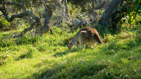 Paisaje-De-La-Isla-De-Stradbroke-Del-Norte,-Lugares-De-Turismo-Queensland-Australia