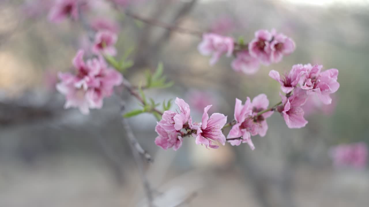 flor de árbol de nectarina en hermoso color rosa, vista de cerca
