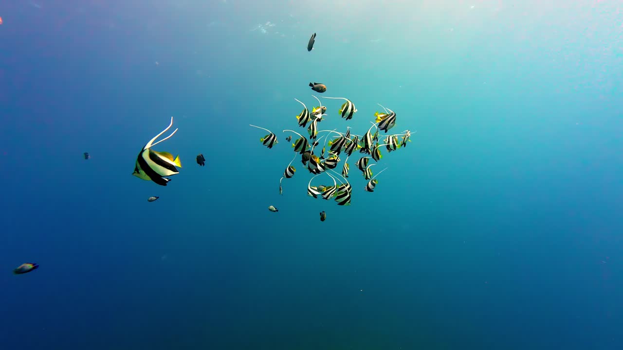 escolas de peces en aguas profundas y claras en dahab, egipto.