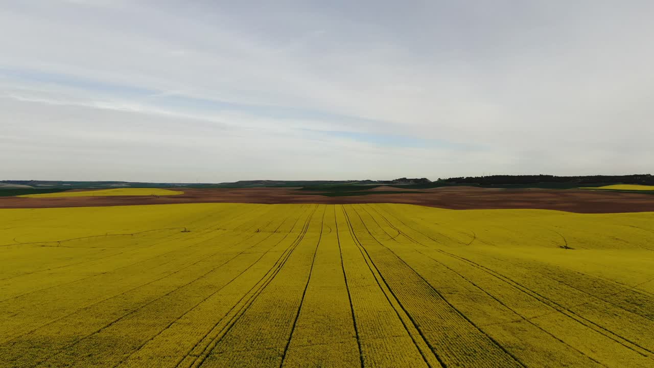 Yellow field of colza before harvest in Villalbarba, Valladolid, Spain. 4K Drone. Dolly In Aerial Footage