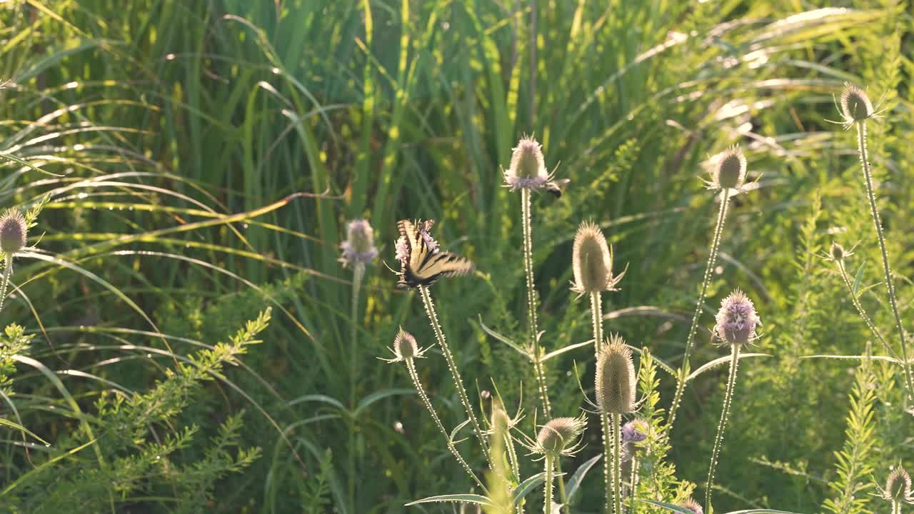 a midshot of three different types of pollinators: bees, Silver Spotted Skippers, and Eastern Tiger Swallowtail on a Common Teasel plant in rural Kentucky