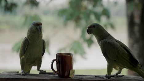 two festive parrots and a cup of tea in ecuador in daytime